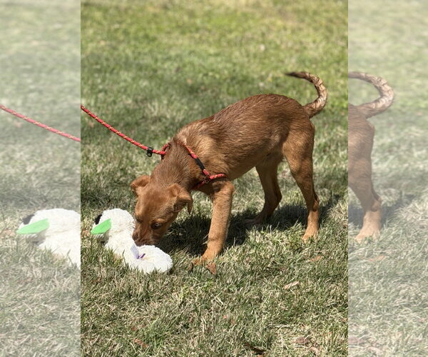 Medium Photo #4 Labrador Retriever-Unknown Mix Puppy For Sale in Yardley, PA, USA