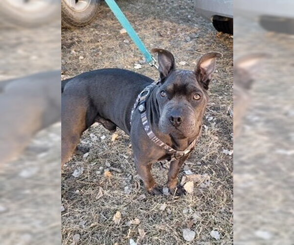 Medium Photo #2 French Bulldog-Unknown Mix Puppy For Sale in Red Lodge, MT, USA