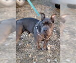 Small #1 French Bulldog Mix