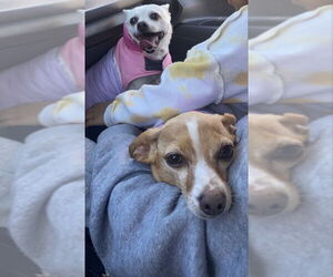 Mia - Female Chihuahua Dog for Adoption - Photo #2