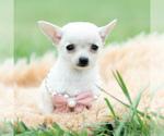 Puppy Teacup Diamond Chihuahua