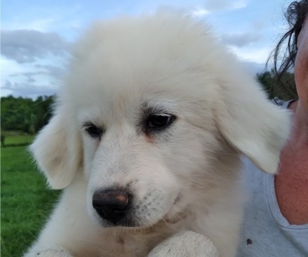 Medium Photo #16 Great Pyrenees Puppy For Sale in SHELBYVILLE, TN, USA