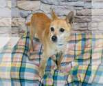Small #2 Chihuahua-pomeranian spitz Mix