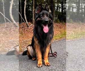 Father of the German Shepherd Dog puppies born on 05/21/2025
