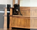 Small Photo #22 Boxer Puppy For Sale in NEW ULM, MN, USA