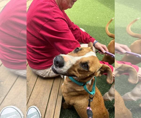 Medium Photo #6 Black Mouth Cur-Boxer Mix Puppy For Sale in Greenville, SC, USA