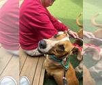 Small #5 Black Mouth Cur-Boxer Mix