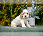 Puppy Eli Cocker Spaniel