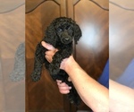 Small #1 Poodle (Standard)
