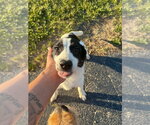 Small #1 Borador