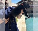 Small Photo #6 Cane Corso Puppy For Sale in QUEEN CREEK, AZ, USA