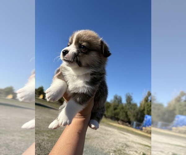 Medium Photo #2 Pembroke Welsh Corgi Puppy For Sale in OAKLEY, CA, USA