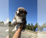 Small #1 Pembroke Welsh Corgi