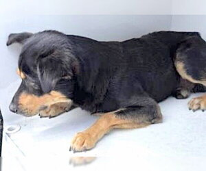 Rottweiler-Unknown Mix Dogs for adoption in Houston, TX, USA