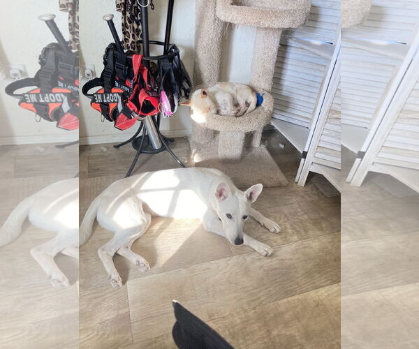 Medium Photo #7 Cairn Terrier-Unknown Mix Puppy For Sale in San Diego, CA, USA