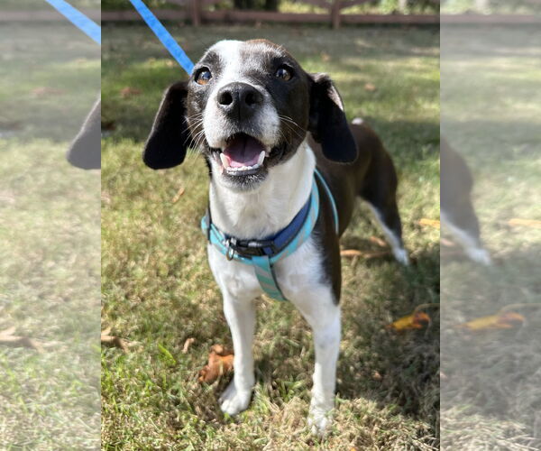 Medium Photo #1 Mutt Puppy For Sale in Greenville, SC, USA