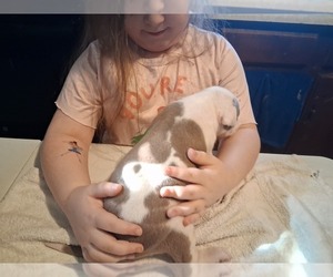 Medium American Pit Bull Terrier