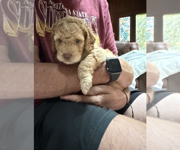 Medium Photo #11 Aussiedoodle Puppy For Sale in ASHEVILLE, NC, USA