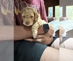 Small #10 Aussiedoodle