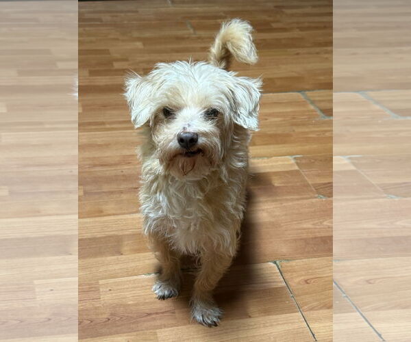 Medium Photo #3 Mal-Shi Puppy For Sale in Phoenix, AZ, USA