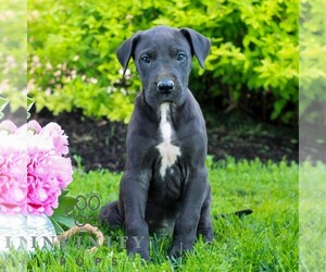 Great Dane Puppy for sale in RICHLAND, PA, USA