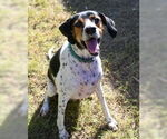 Small #2 Bluetick Coonhound
