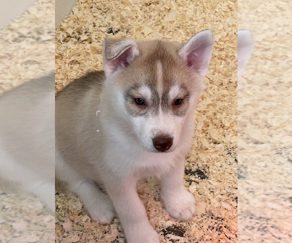 Medium Photo #9 Siberian Husky Puppy For Sale in FRESNO, CA, USA