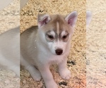 Small Photo #9 Siberian Husky Puppy For Sale in FRESNO, CA, USA