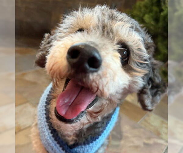 Medium Photo #3 Mutt Puppy For Sale in Arlington, VA, USA