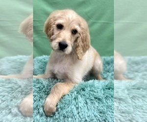 Irish Doodle Puppy for sale in DUNDEE, OH, USA