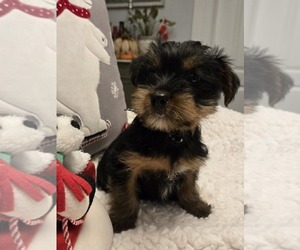 Yorkshire Terrier Puppy for sale in GRAND RAPIDS, MI, USA