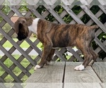 Small Photo #11 Boxer Puppy For Sale in HUMBOLDT, TN, USA