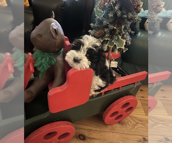 Medium Photo #1 Havanese Puppy For Sale in LIVONIA, MI, USA