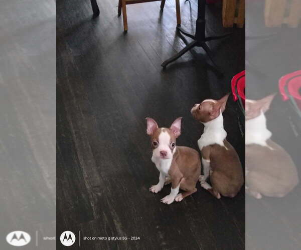 Medium Photo #1 Boston Terrier Puppy For Sale in MABLETON, GA, USA