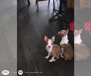 Boston Terrier Puppy for sale in MABLETON, GA, USA