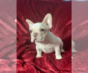 French Bulldog Puppy for sale in BOSTON, MA, USA