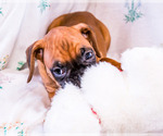 Small Photo #3 Boxer Puppy For Sale in WAKARUSA, IN, USA