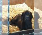 Small #7 Labrador Retriever