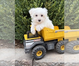 Maltese Puppy for sale in MIDDLEBURY, IN, USA