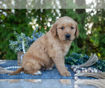 Puppy Candiss Golden Retriever