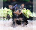 Small Photo #99 Yorkshire Terrier Puppy For Sale in WARSAW, IN, USA