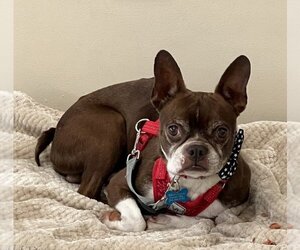 Boston Terrier Dogs for adoption in Mundelein, IL, USA