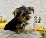 Small #2 Yorkshire Terrier