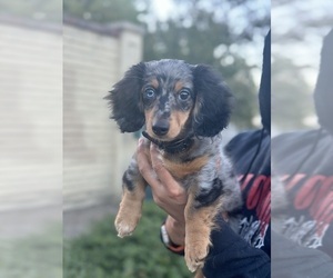 Dachshund Puppy for sale in SALINAS, CA, USA