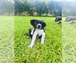 Small #1 Mutt