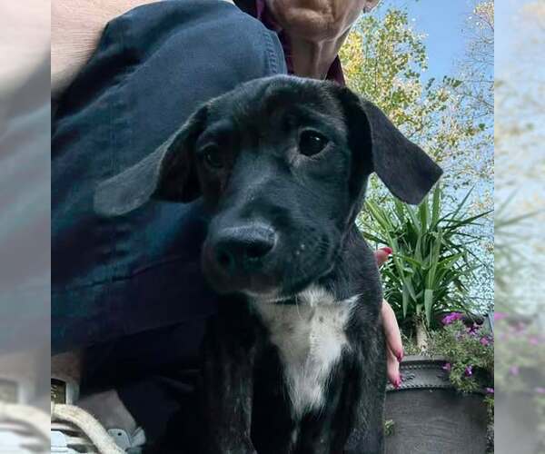 Medium Photo #2 Labrador Retriever-Unknown Mix Puppy For Sale in Mechanicsburg, PA, USA