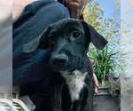 Small #1 Labrador Retriever Mix