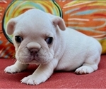Puppy Puppy 4 French Bulldog