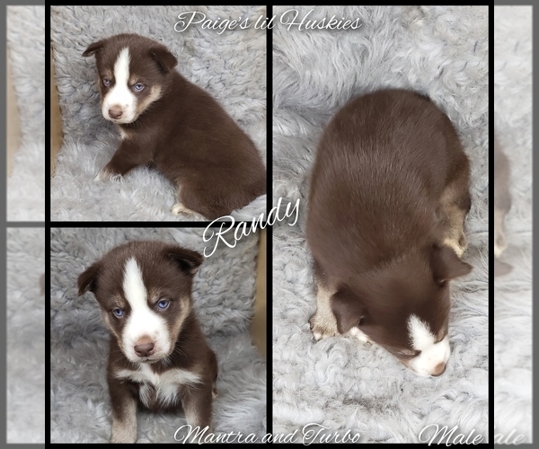 Medium Photo #11 Siberian Husky Puppy For Sale in BLOOMFIELD, IN, USA