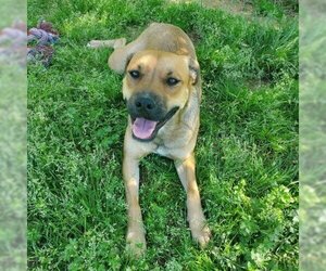 Mutt Dogs for adoption in Clarksville, AR, USA
